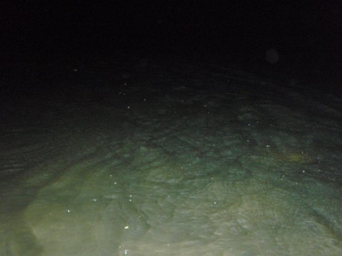 2n9f8eotuo5iziy995gp_480_480-6449627c.jpg