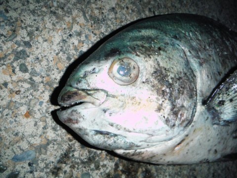 2njoeb4rzew5iydm7nc7_920_690-161632be.jpg