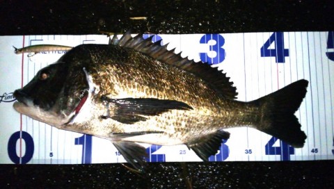 2oeayu6umd8bbvudyopi_480_480-06fc6c55.jpg