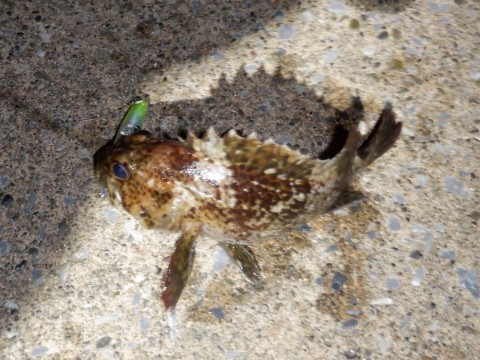2ofputvtpz77fp538zaw_480_480-bf975c4b.jpg