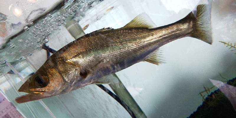 そくめんの釣行記 スズキの淡水飼育