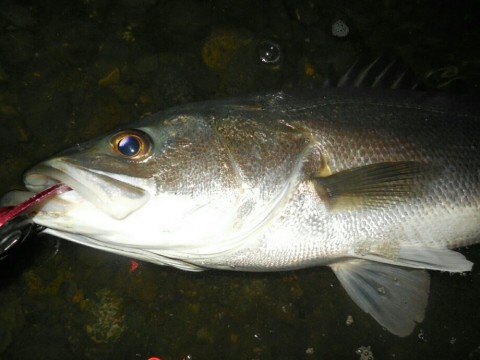 2p4kzvruearit7jnmwi7_920_690-3b37326b.jpg