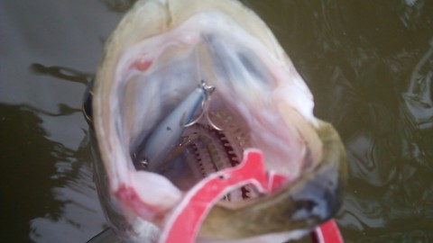2pic5bsfreoz96izj4bp_480_480-078c9990.jpg