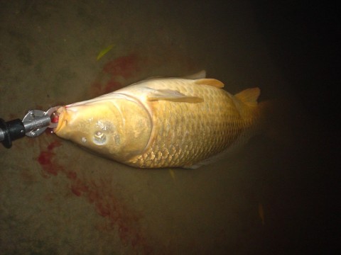 2pigvd7vaefyem5jhj45_480_480-8556c0d1.jpg