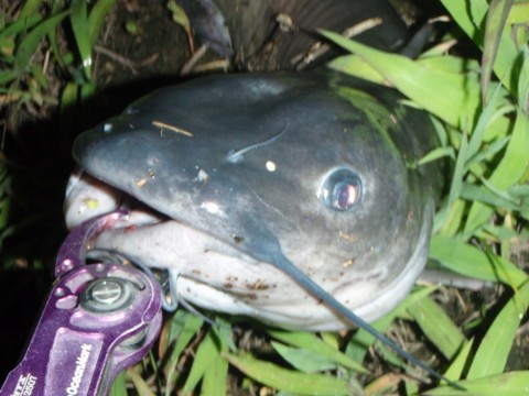 2pyycr3irmzzfmr8o986_480_480-9d5b1a41.jpg