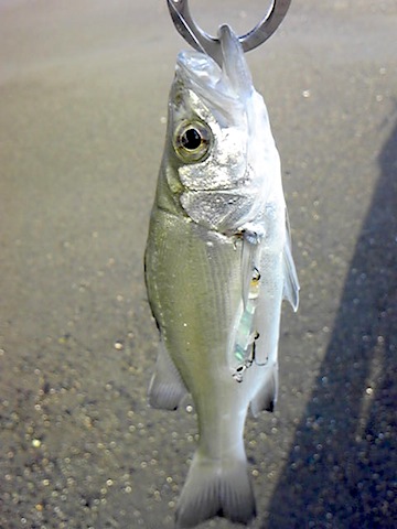 2saevon6kg34k7sekipy-0787311c.jpg