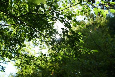 2sdd3tw4pibgujpbkovj_480_480-f119dd02.jpg
