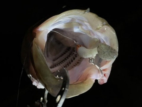 2so22uwxgy6vtbyjcepj_480_361-e82d7d5f.jpg