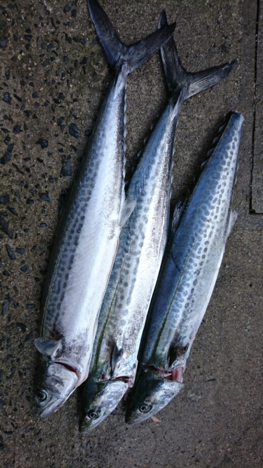 花釣風月 サゴシ 青臭さを消す食べ方