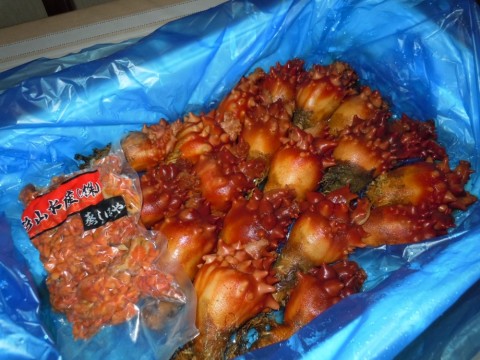 2uai83wvx7zm3hx8g9h6_480_480-bdd1ed6e.jpg
