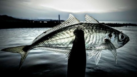 2ueibasfjbreb98bpric_480_480-e969a98e.jpg
