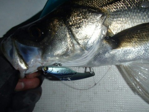 2uncmuvkfwihpj53ddt6_640_480-ad68d05c.jpg