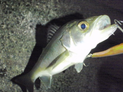 2voak4gvo7krhvkyyxpk_480_480-2804b399.jpg