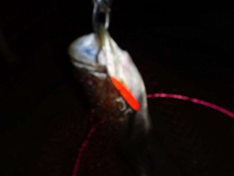 2xfxe46x8hv47khiw3v4_480_480-ef0f741b.jpg
