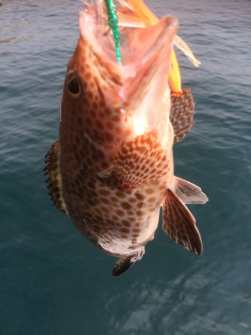 2y3dmnnfiptaneij7tp2_690_920-1093e035.jpg