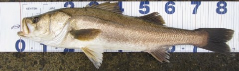 2yuadrye89usmxotxder_480_480-5229c898.jpg