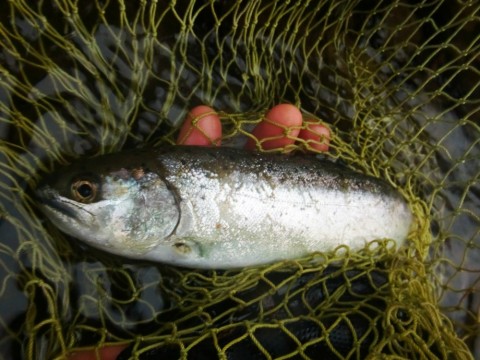 2zdu75omad39k2x6psws_480_480-4a39d8b8.jpg