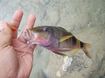 2zphbpg58gvgnpy85px2-16018766.jpg