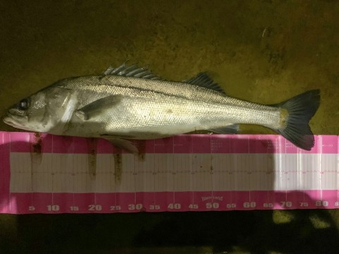 2zvhxoy6m66zj4794vze_480_480-dc775927.jpg