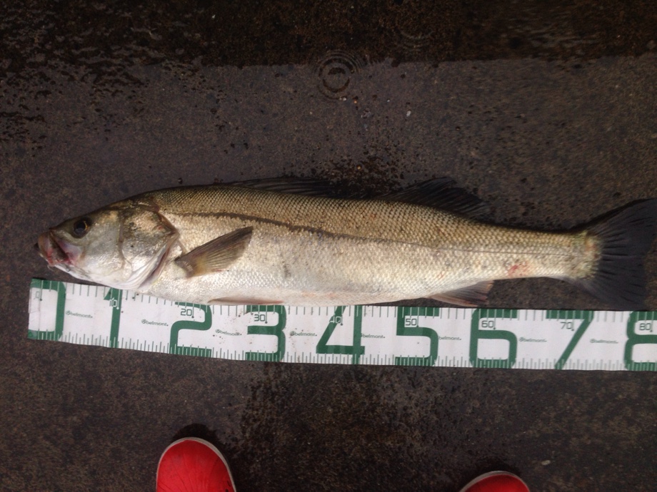 ブログ 糸魚川 名立 シーバス