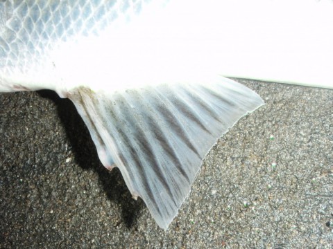 322enmgramsvptbc2jnf_480_480-26993337.jpg