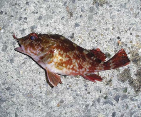 メバリング ガシラ15センチ