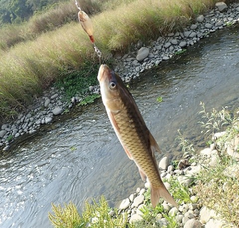 32rvd6h5vpi9t39w6bmc_480_480-bf2811cf.jpg