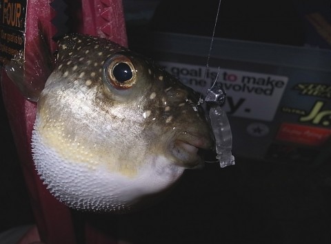 32uerbp498kc3y6o945f_480_480-39ec2c05.jpg