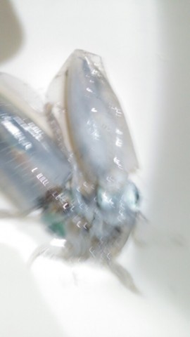 33jn7zt59376riznpayg_518_920-b24c9fb1.jpg