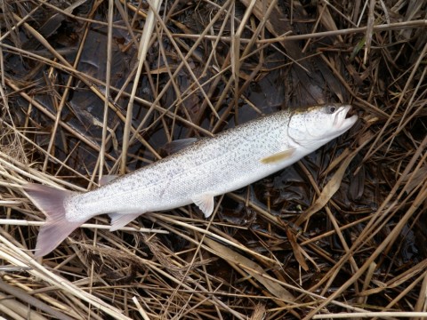 33s9hcccvrfjrbucjisu_920_690-b55b79ef.jpg
