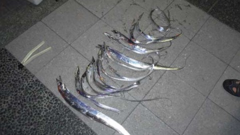 ワインドで釣った太刀魚