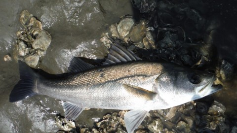 3557gkafm244ngmha9wv_480_480-6860d964.jpg