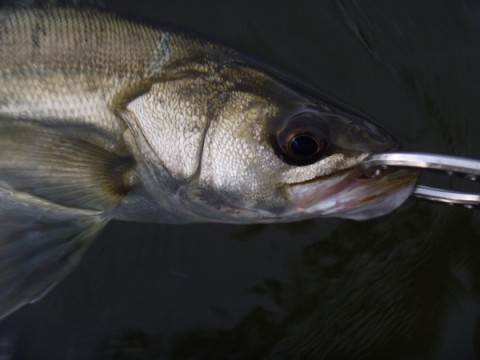 35hyrhav247wwrva5848_480_480-f5d416ea.jpg
