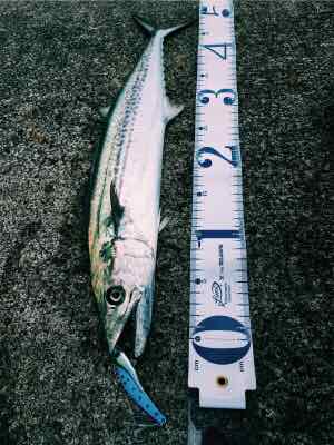 35yd6fwwcxiu343se3zf_300_400-6fd0794c.jpg