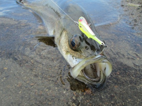 36aartt53ibi3dhppx36_480_480-ea24925d.jpg