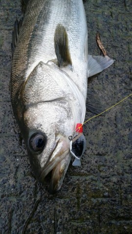 36dheocpa7zfja7spee5_518_920-9a946c62.jpg