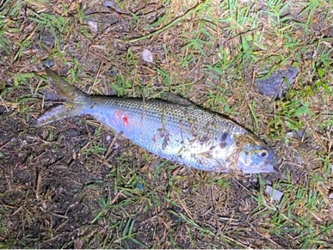 36emwa537xapswhdwj9d_480_362-0159dbb7.jpg