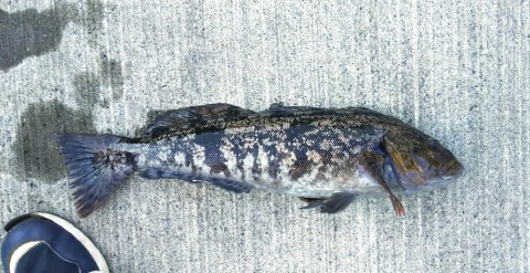 36g4wbp6govbv5uzhhza_920_473-6e17195a.jpg