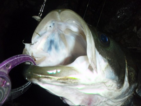 36h8t33pcpr6eyrc5fz4_480_480-b3cf6edc.jpg