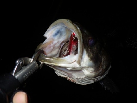 36mp8hhwsj7eeprkwusi_480_480-21b65ef7.jpg