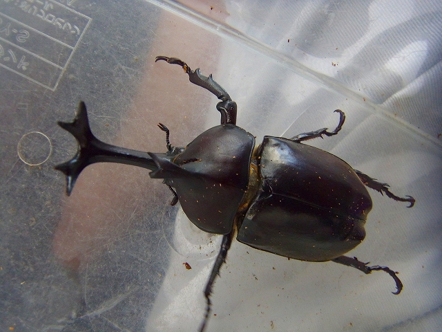 モンスタートラウトと出会うために 北海道のカブトムシ クワガタ モンスタートラウトと出会うために 北海道のカブトムシ クワガタ