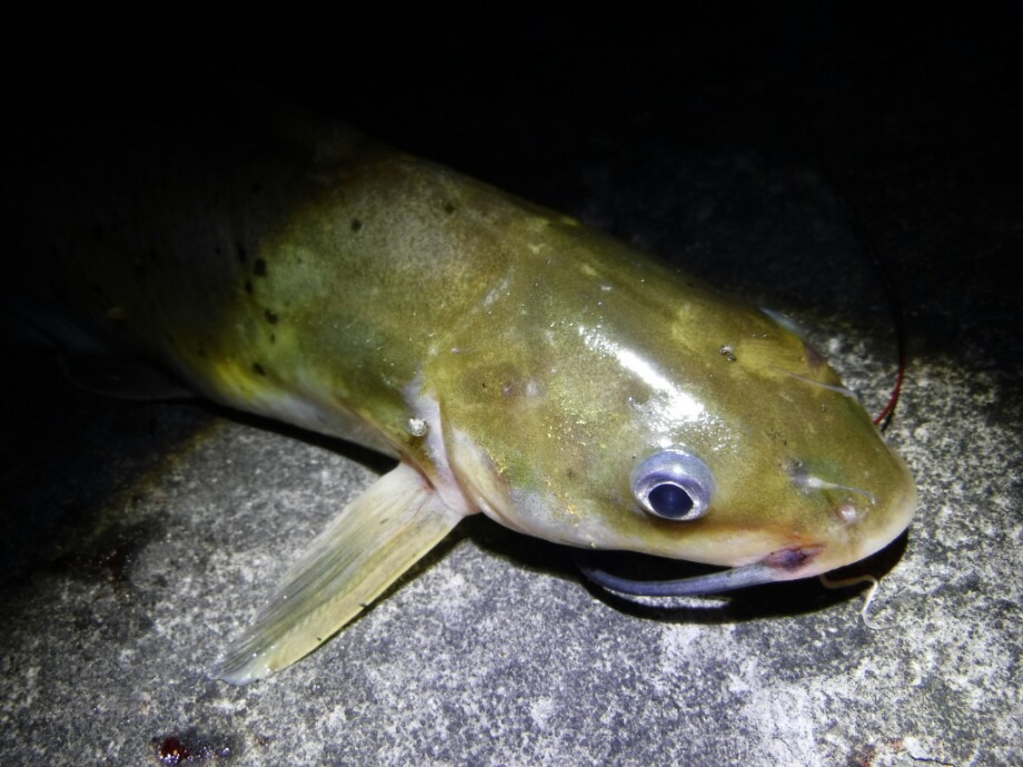 お魚探検日記 宮城県でのアメリカナマズ事情