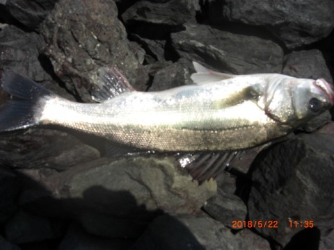 383gntyc54wy9j8me6uw_480_480-f91c105c.jpg