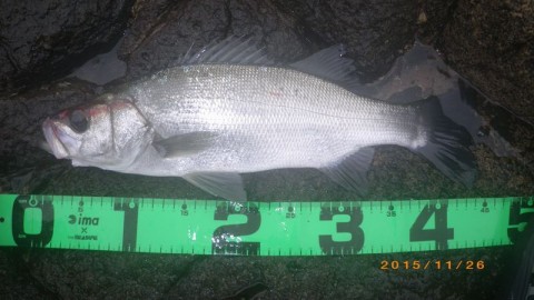 385p82vgk35k3pyssfsv_480_480-ba54bb9e.jpg