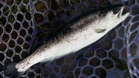 38t7vhvaohujvm78kf65_480_480-91096684.jpg
