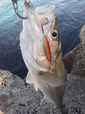 39oz2775s4hvdo7ie4p4-636f4742.jpg