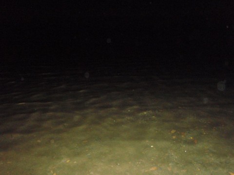 39t8otpokvtr755v8ojt_480_480-3885fed4.jpg