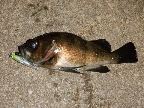 39yzecxihhxfjz74w9cu_480_480-d2083227.jpg