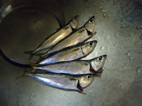 3afgjrxbe9c6faocik55_480_480-7644e8b5.jpg