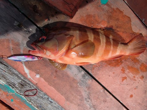 3afmhjo7bvgbuogstdd8_480_480-7225b069.jpg